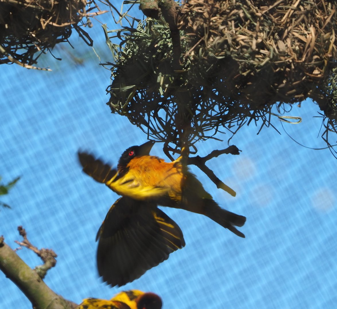Village weaver (Ploceus cucullatus), 2021-06-01