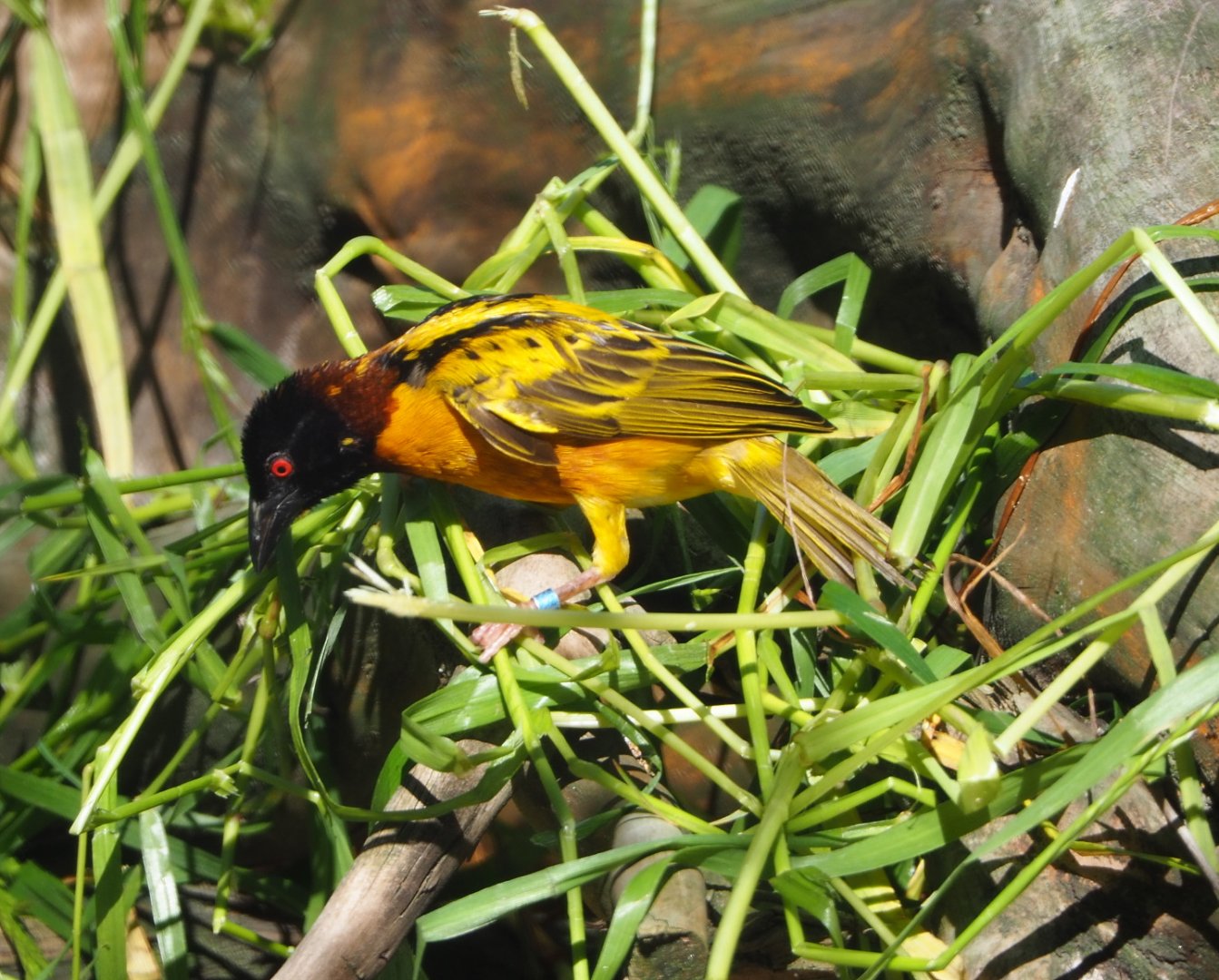 Village weaver (Ploceus cucullatus), 2021-06-01