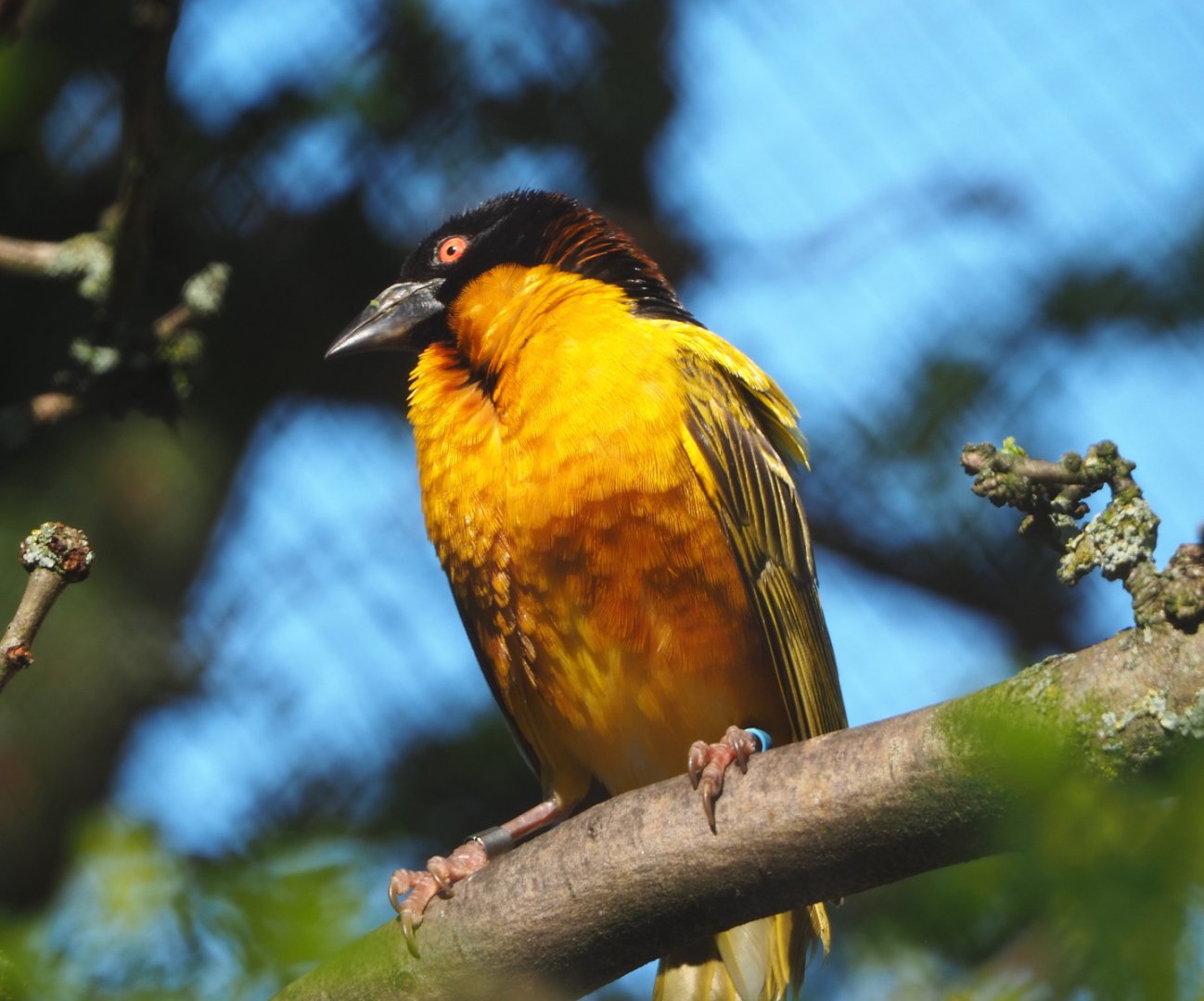 Village weaver (Ploceus cucullatus), 2021-06-01