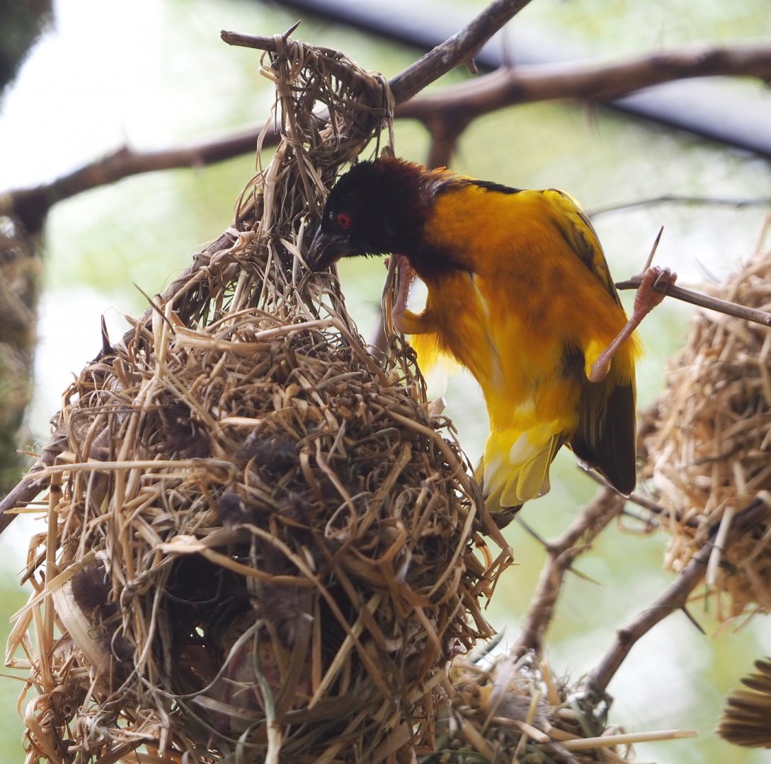 Village weaver (Ploceus cucullatus), 2021-06-12