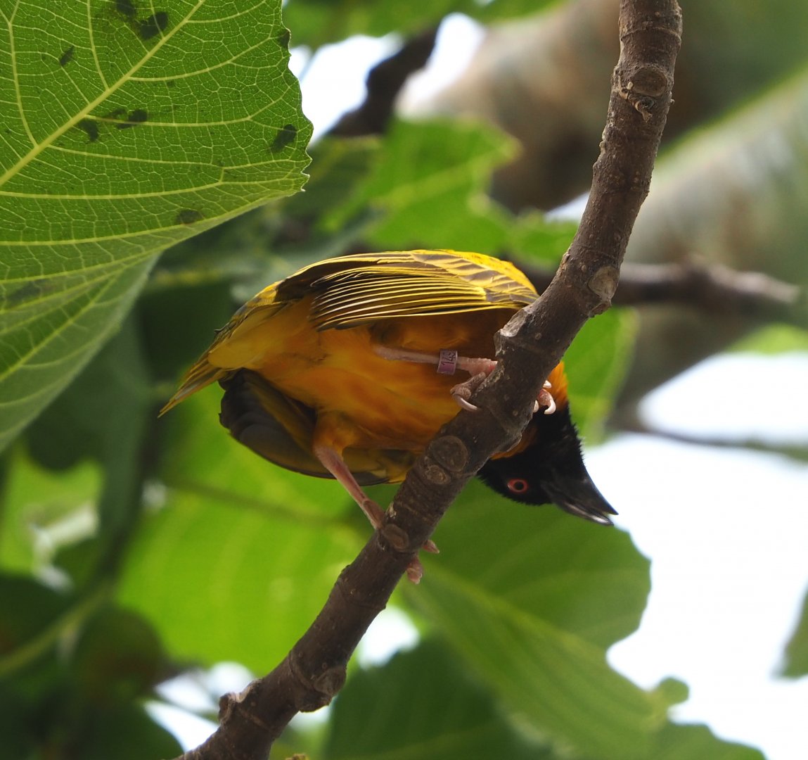 Village weaver (Ploceus cucullatus), 2021-06-15