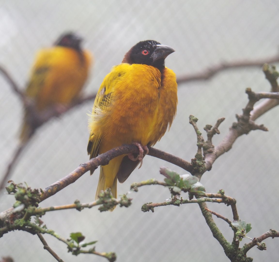 Village weaver (Ploceus cucullatus), 2021-10-10
