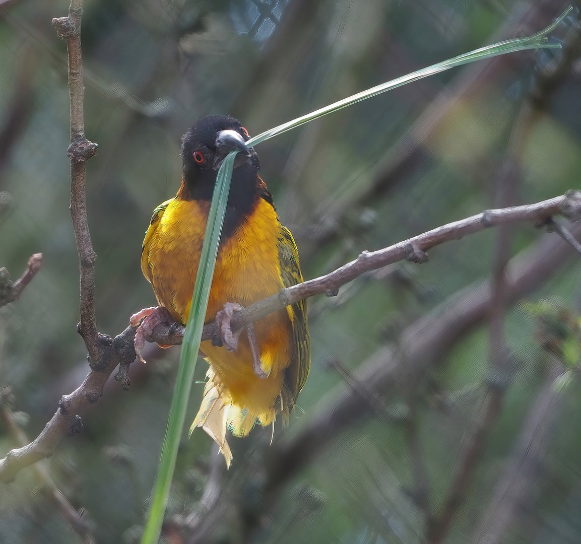 Village weaver (Ploceus cucullatus), 2022-07-16