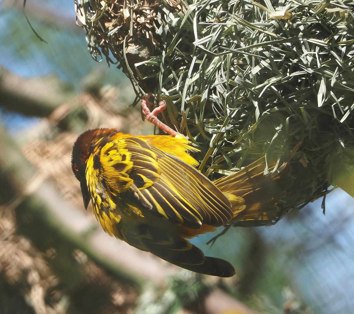 Village weaver (Ploceus cucullatus), 2022-07-16
