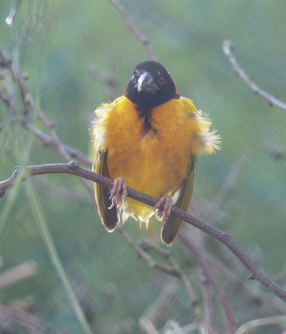 Village weaver (Ploceus cucullatus), 2022-08-07