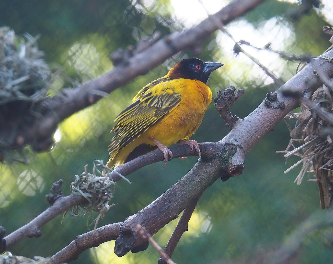 Village weaver (Ploceus cucullatus), 2022-09-12