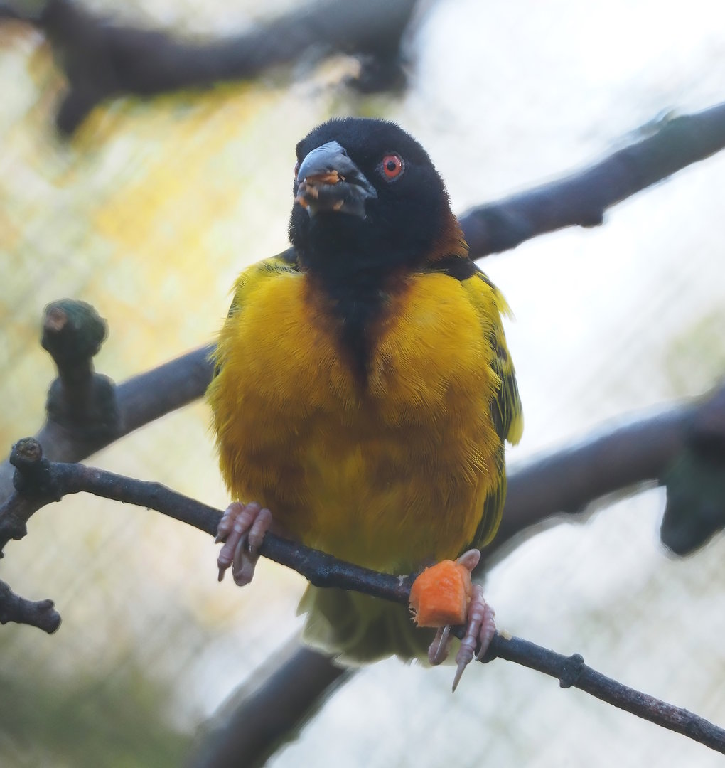 Village weaver (Ploceus cucullatus), 2022-11-12