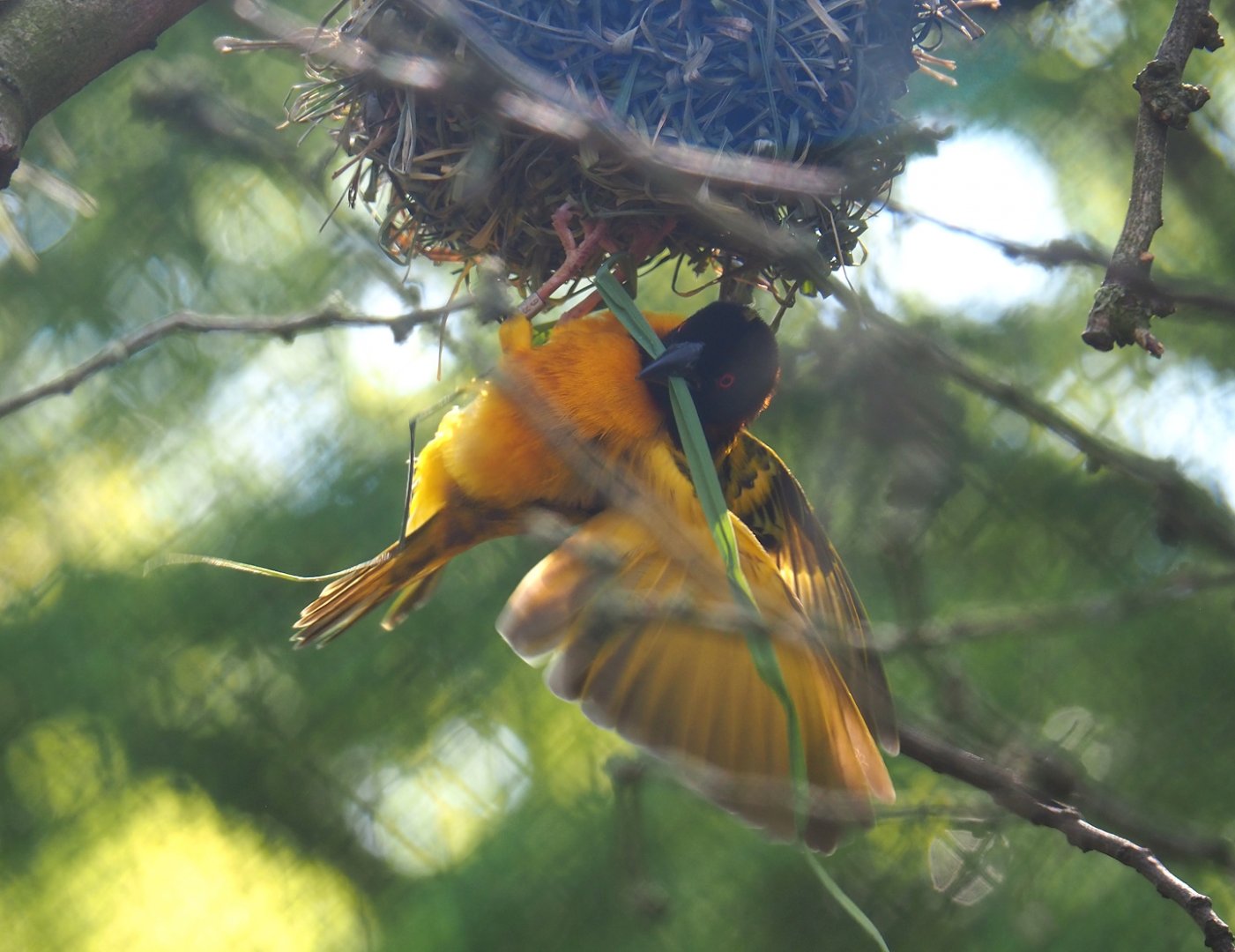 Village weaver  (Ploceus cucullatus), 2023-05-13