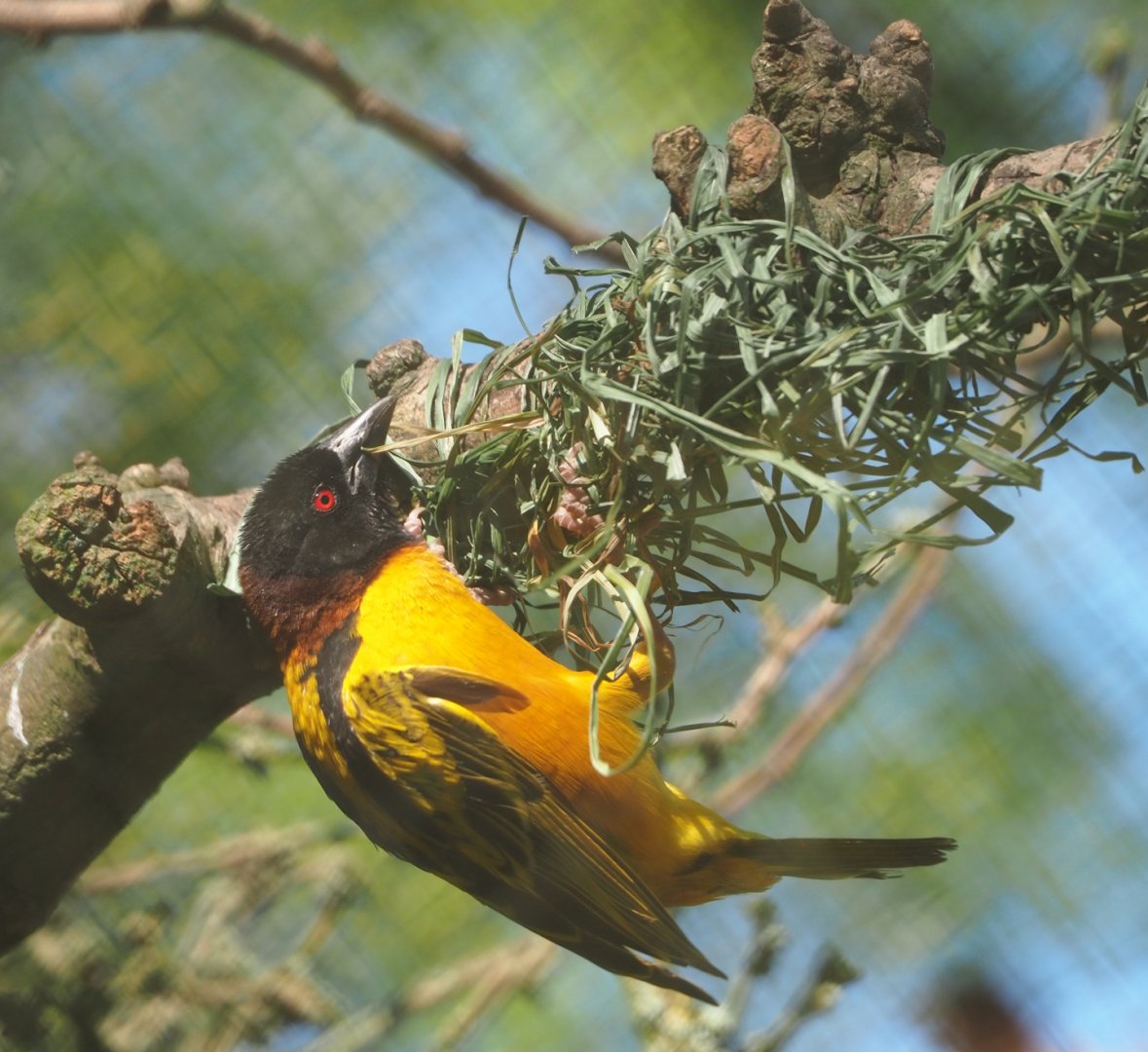 Village weaver (Ploceus cucullatus), 2023-06-04