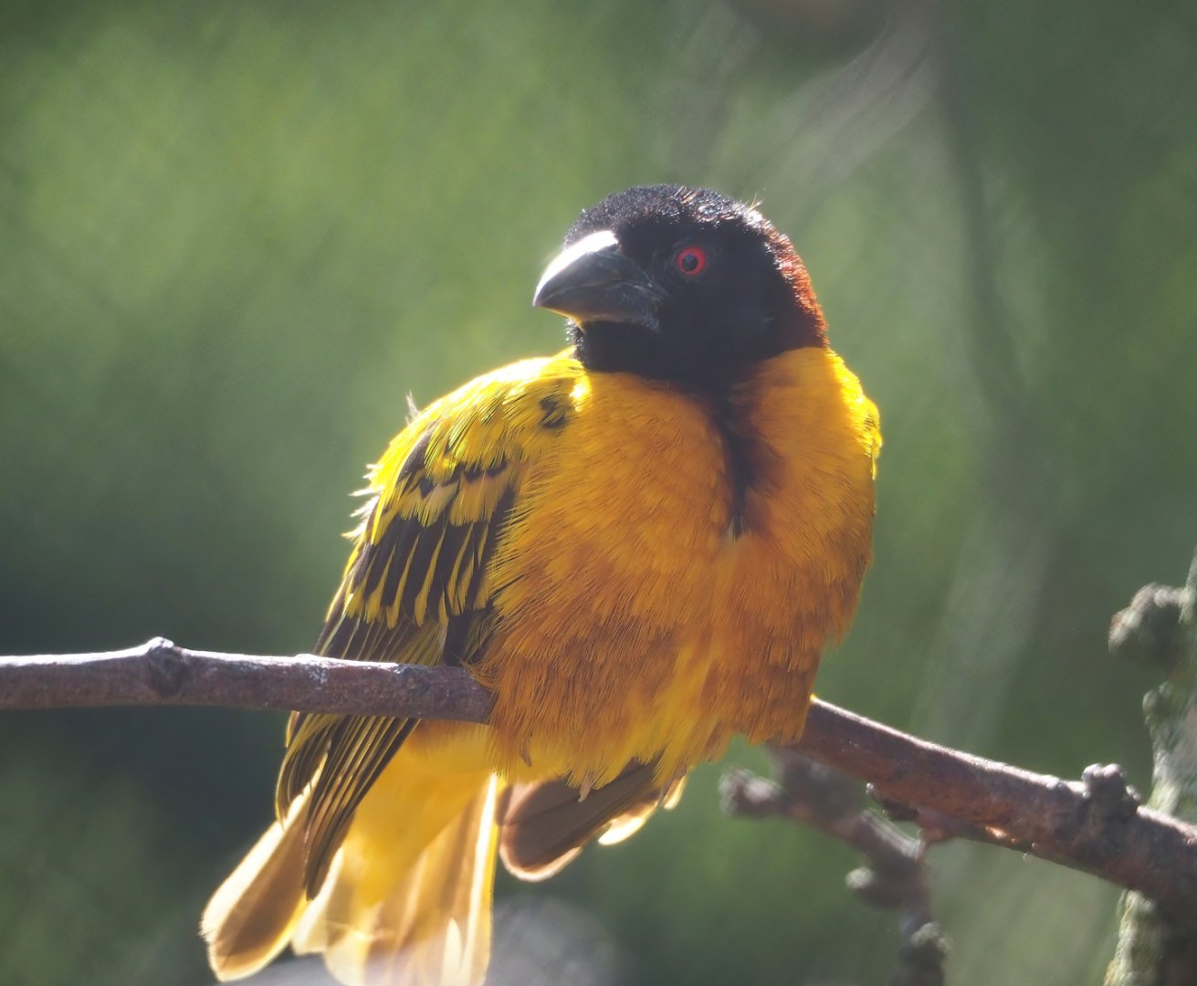 Village weaver (Ploceus cucullatus), 2023-07-08