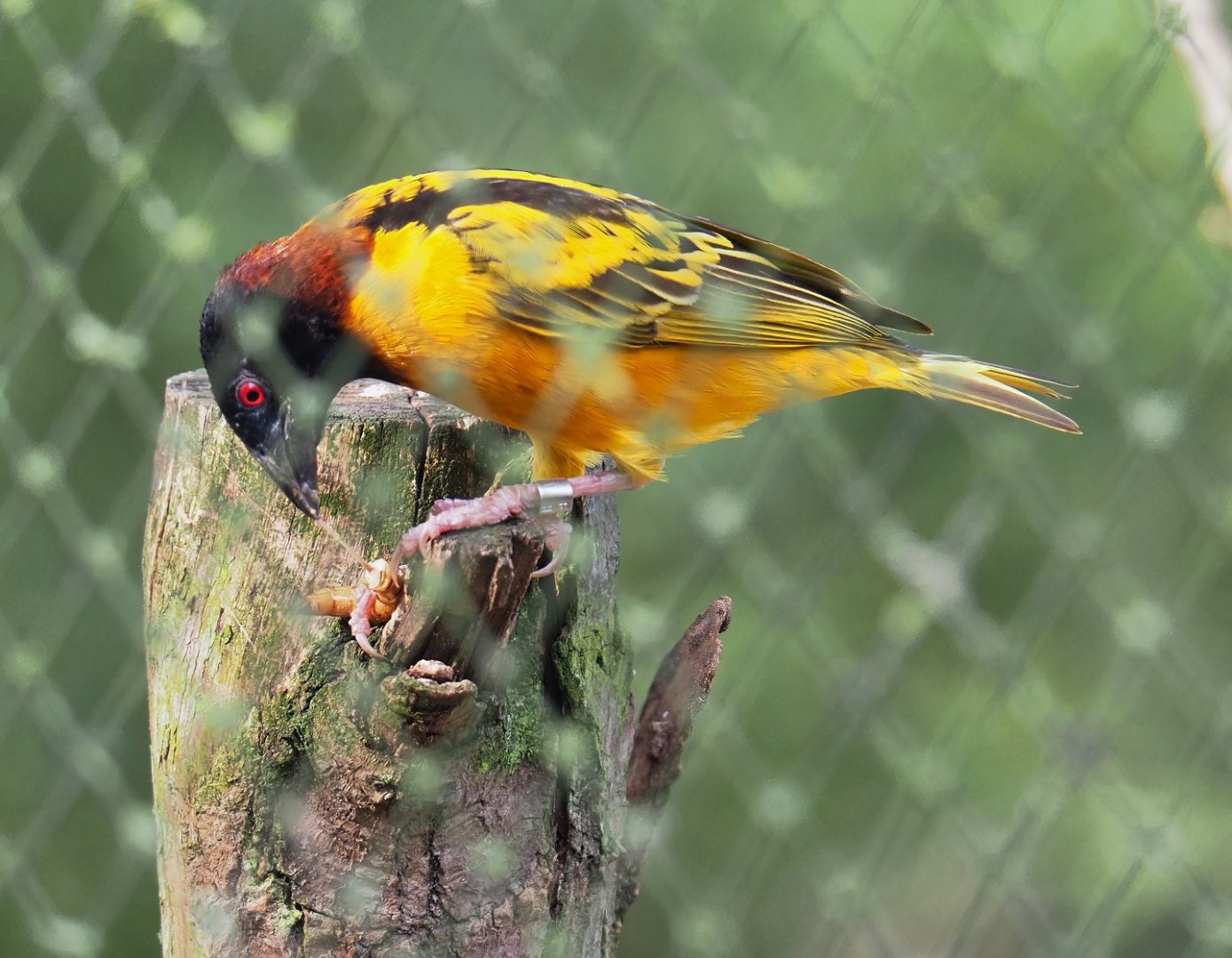 Village weaver (Ploceus cucullatus), 2023-09-19