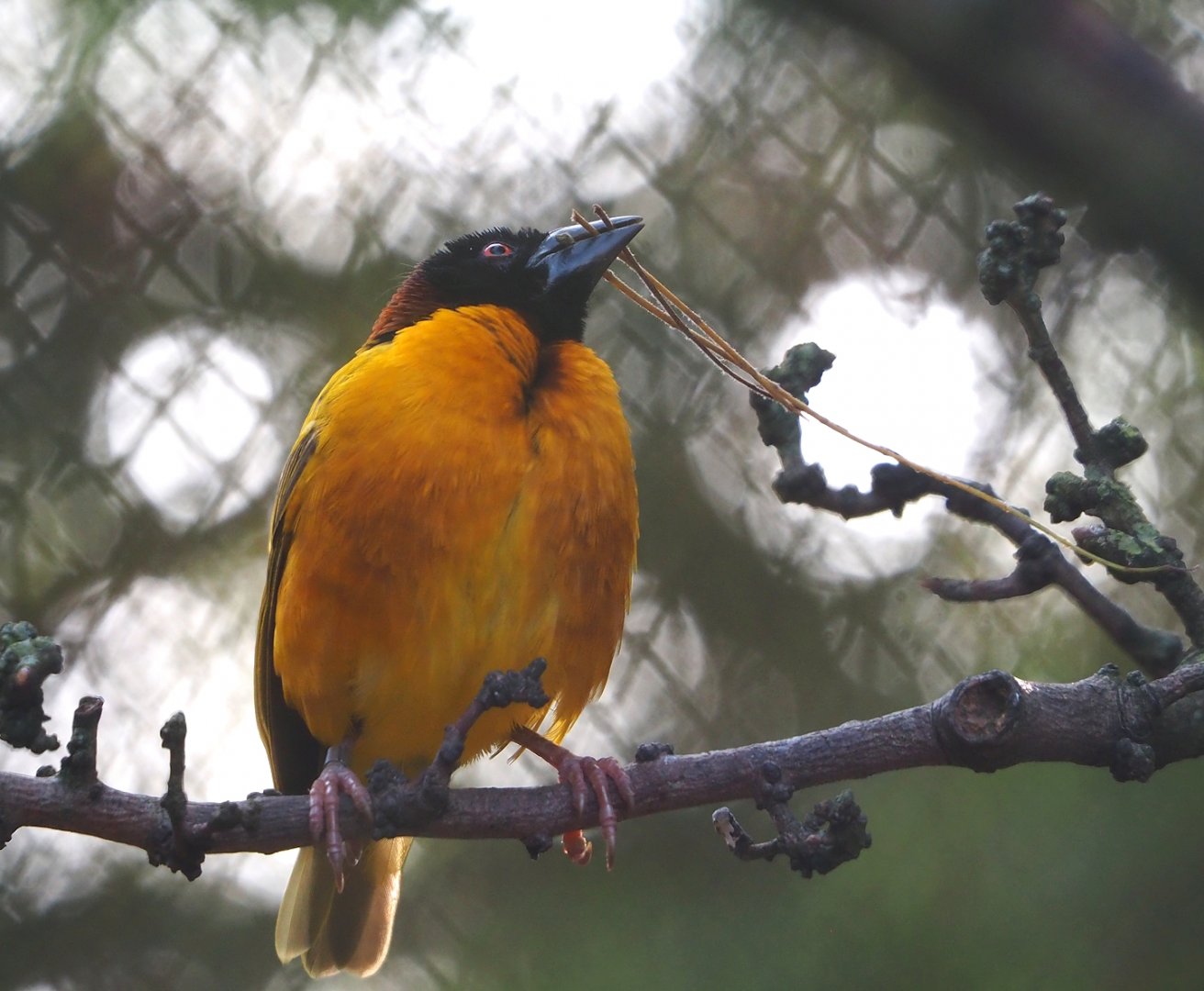 Village weaver (Ploceus cucullatus), 2023-10-04