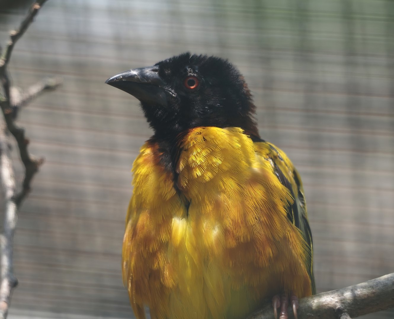 Village weaver (Ploceus cucullatus), 2024-05-23