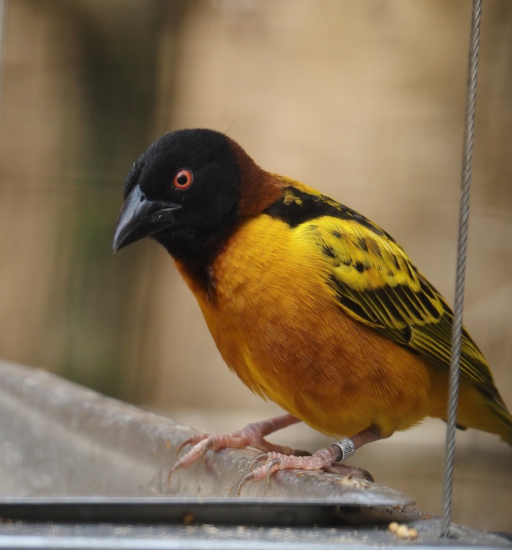 Village weaver (Ploceus cucullatus), 2024-06-08