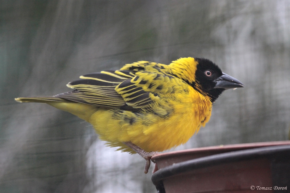 Village Weaver (Ploceus cucullatus paroptus/Ploceus cucullatus nigriceps) m