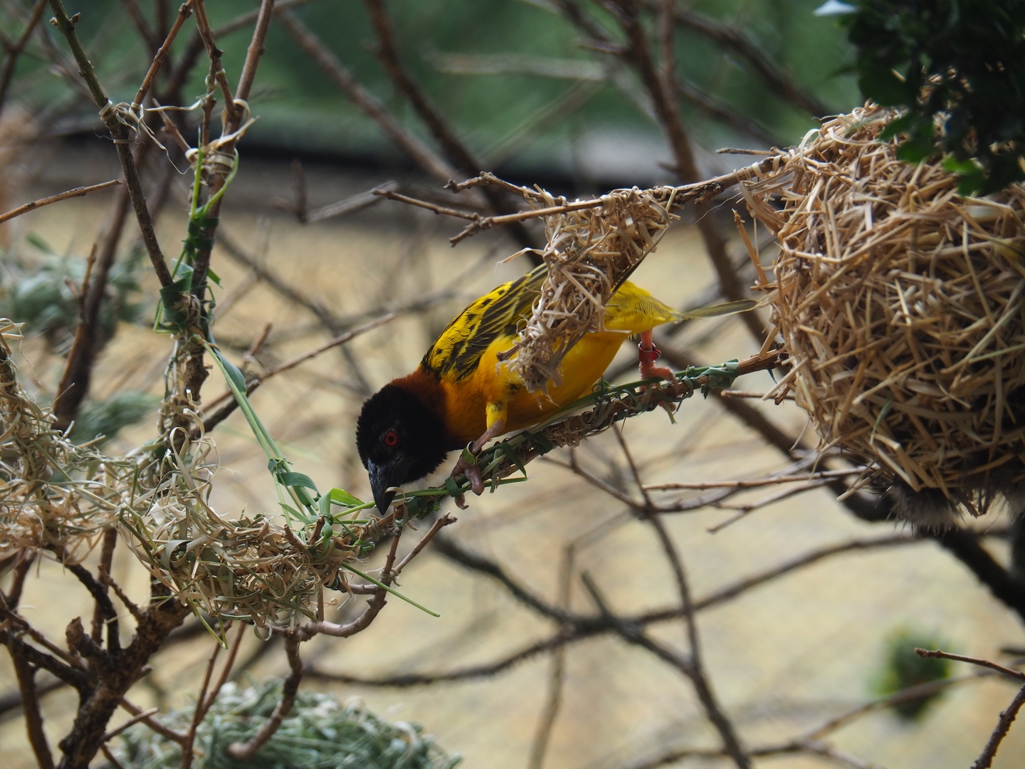 Village weaver (Ploceus cucullatus) weaving a nest