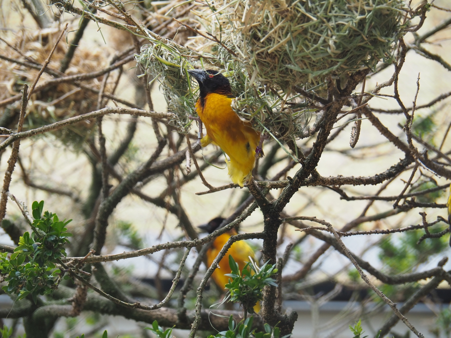 Village weaver (Ploceus cucullatus) weaving a nest