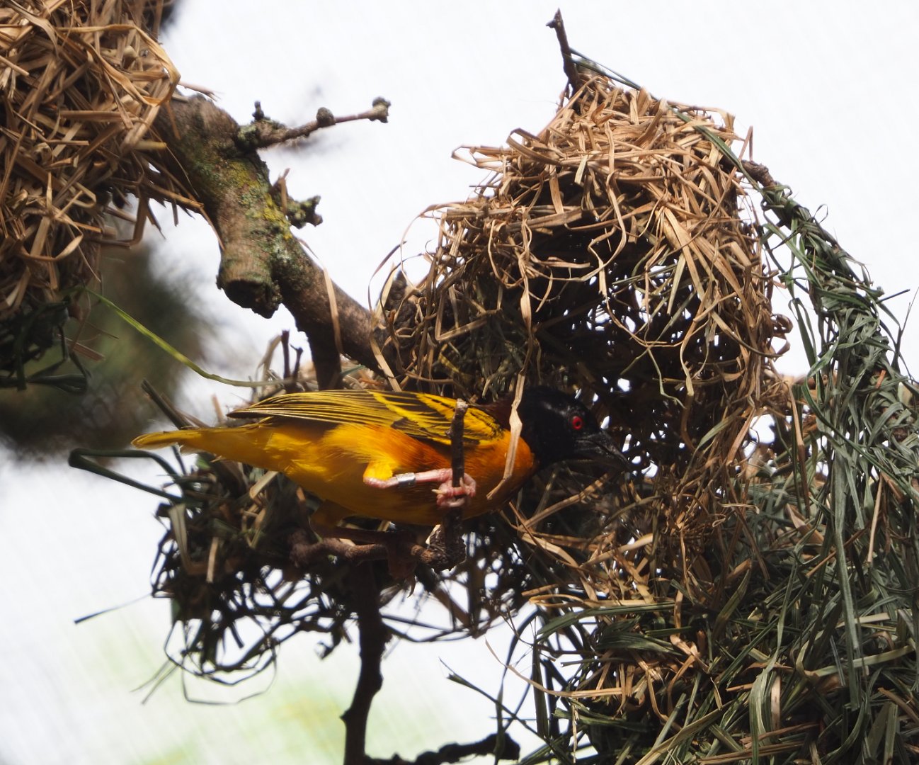 Village weaver (Ploceus cucullatus) working on nest, 2020-08-15