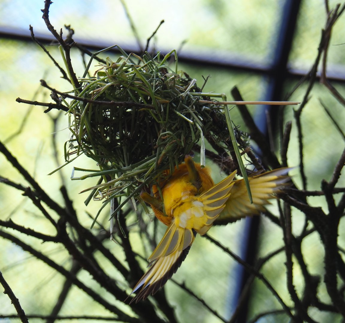 Village weaver (Ploceus cucullatus) working on nest, 2021-07-17