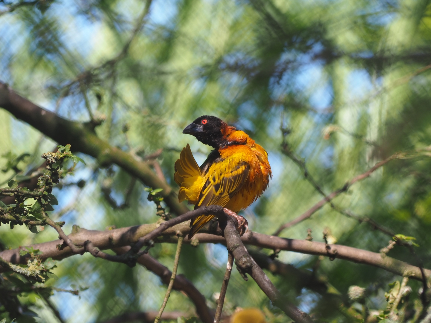 Village weaver (Ploceus cucullatus)