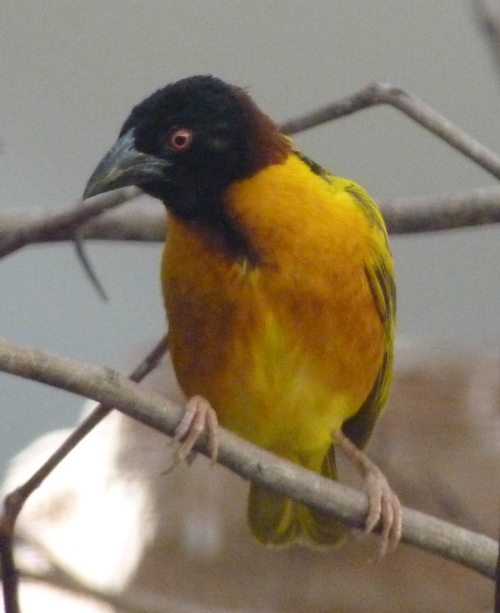 Village weaver (Ploceus cucullatus)