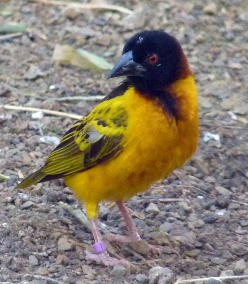 Village weaver (Ploceus cucullatus)