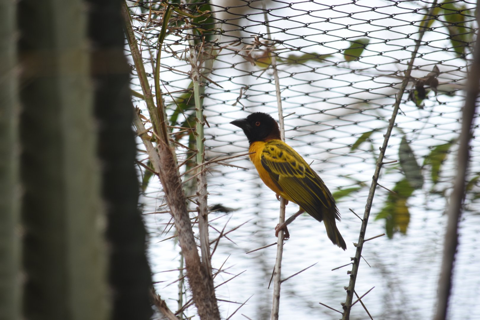Village weaver (Ploceus cucullatus)