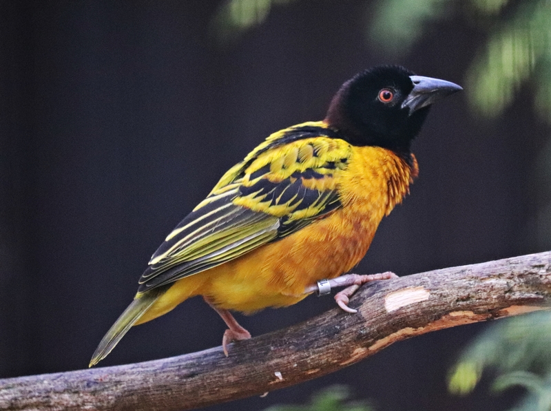 Village weaver (Ploceus cucullatus)