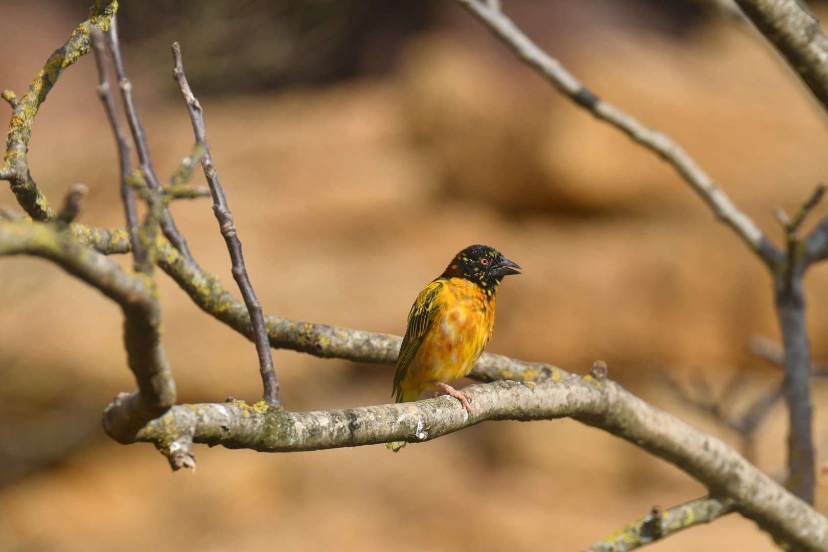 Village Weaver (Ploceus cucullatus)