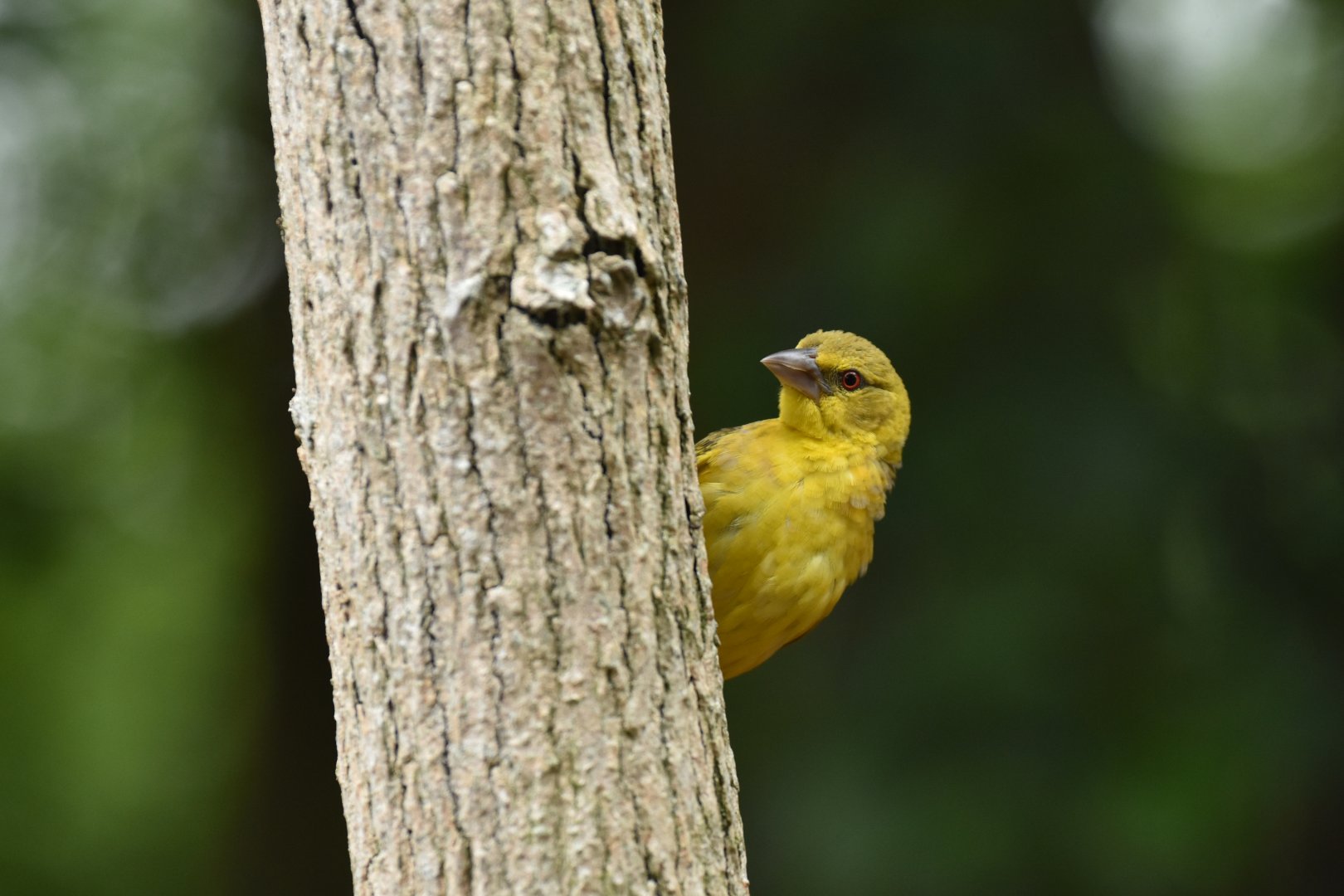 Village Weaver Ploceus cucullatus