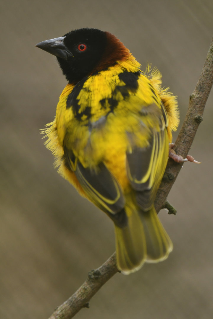 Village Weaver Ploceus cucullatus