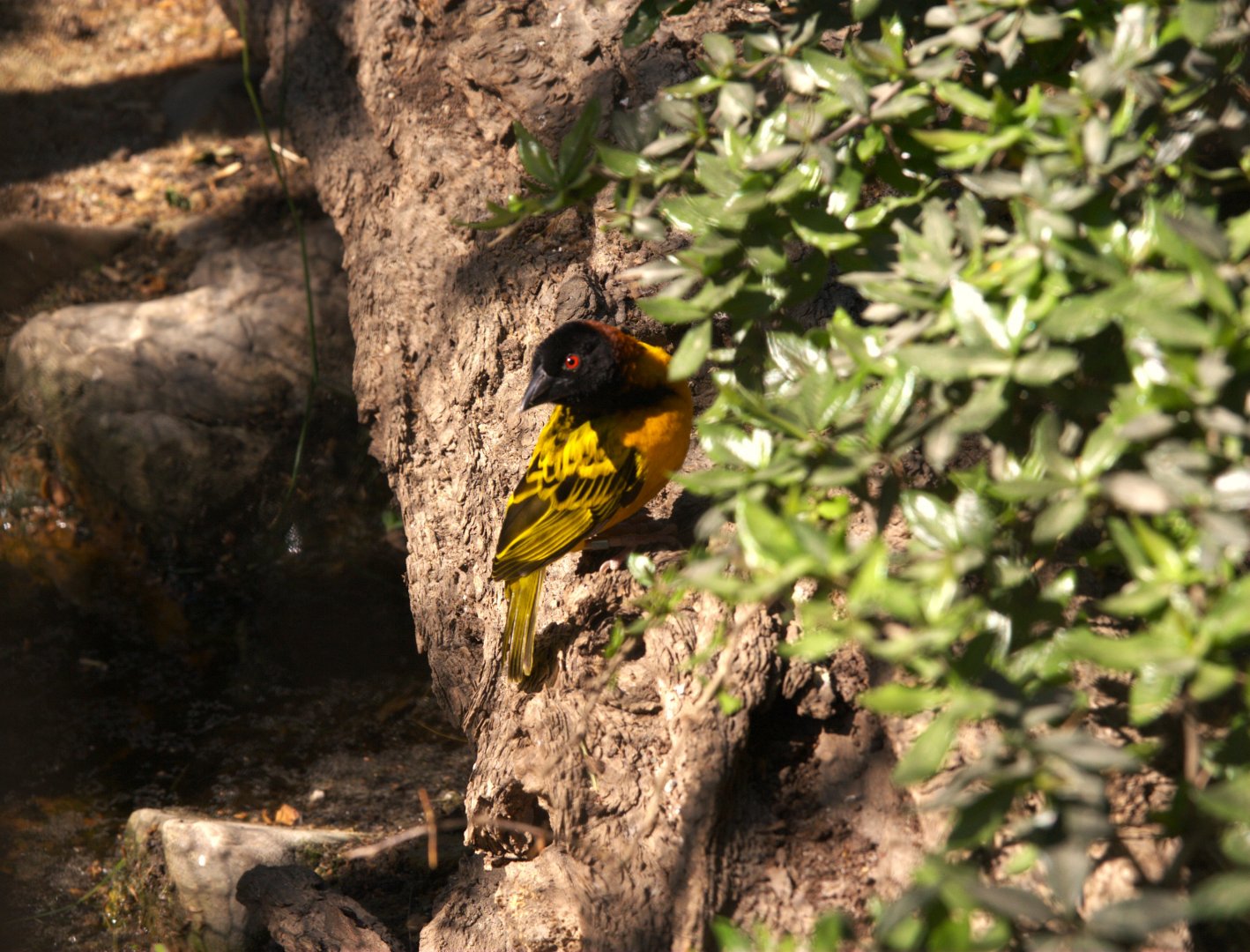 Village Weaver (Ploceus cucullatus)