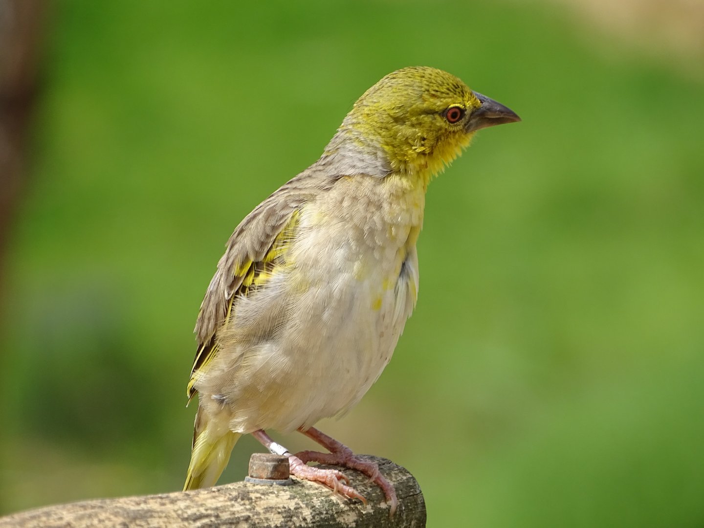 Village weaver (Ploceus cucullatus)