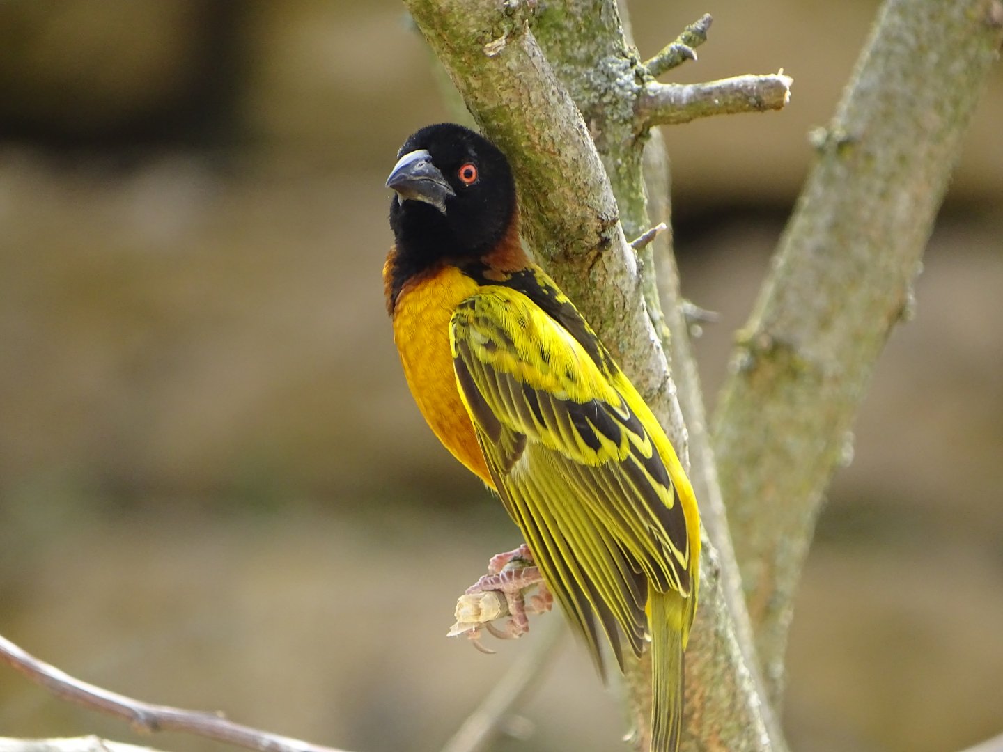 Village weaver (Ploceus cucullatus)