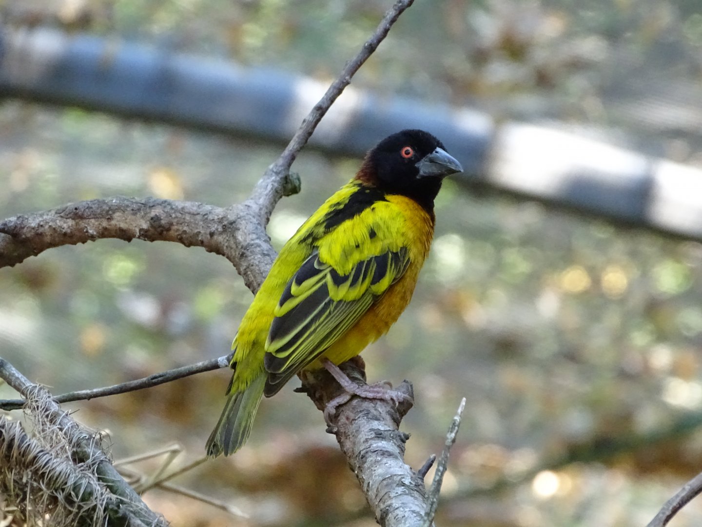 Village weaver (Ploceus cucullatus)
