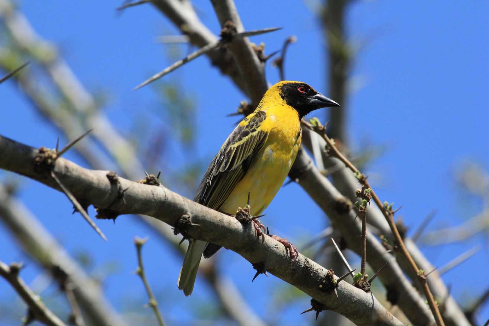 Village weaver (September 2012)