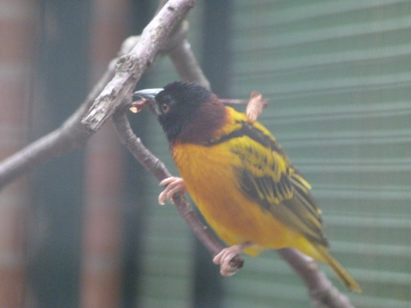 Village weaver -Zoologischer Garten Berlin (2024)