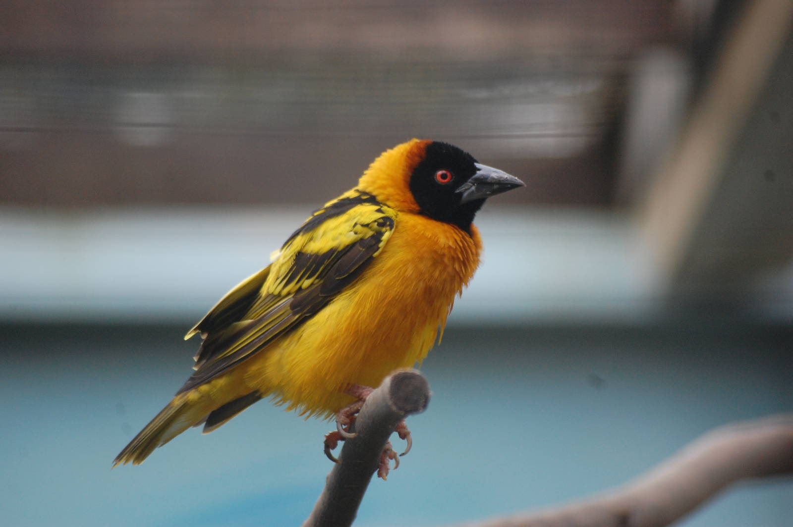 Village Weaver