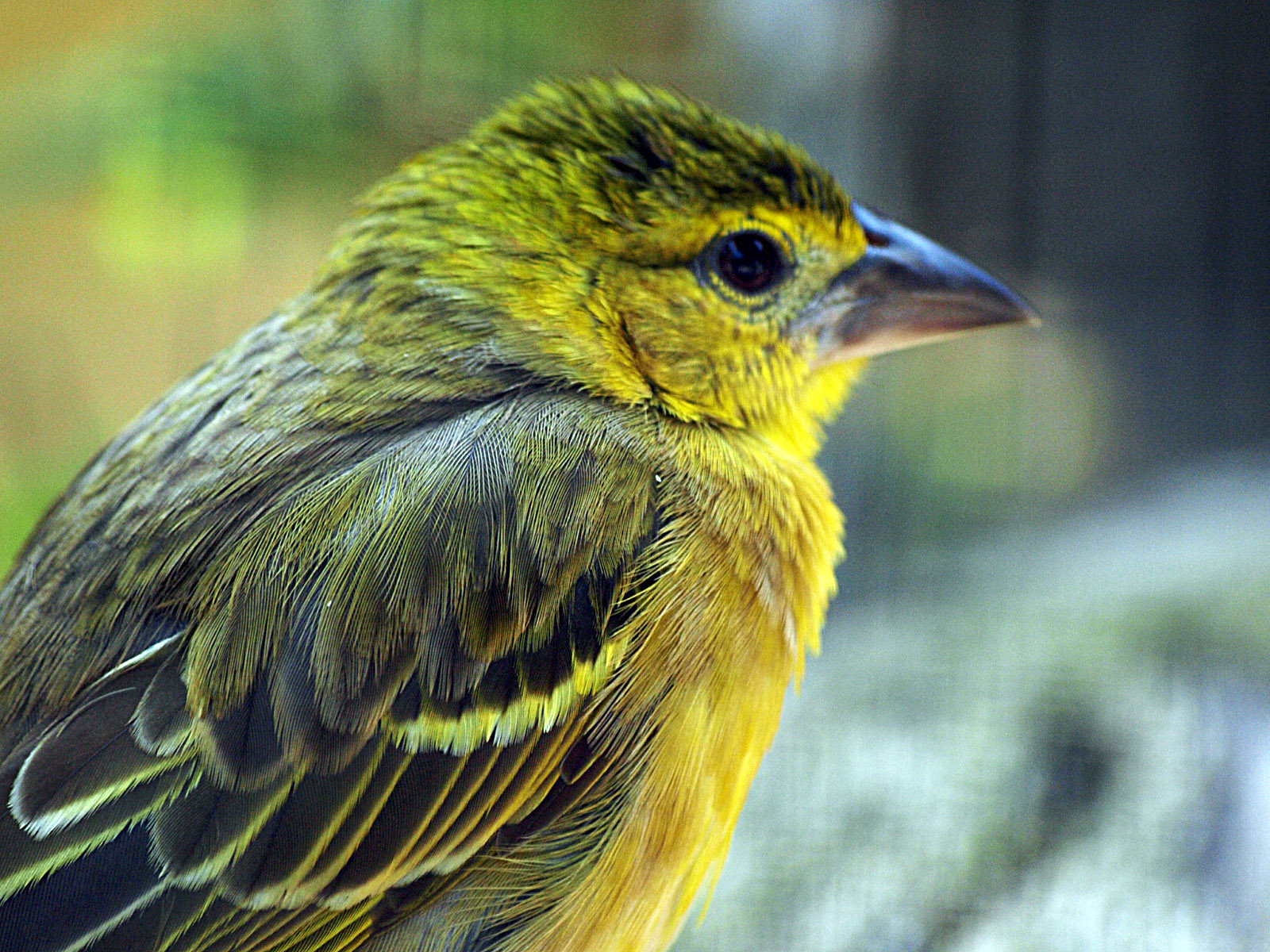 Village weaver