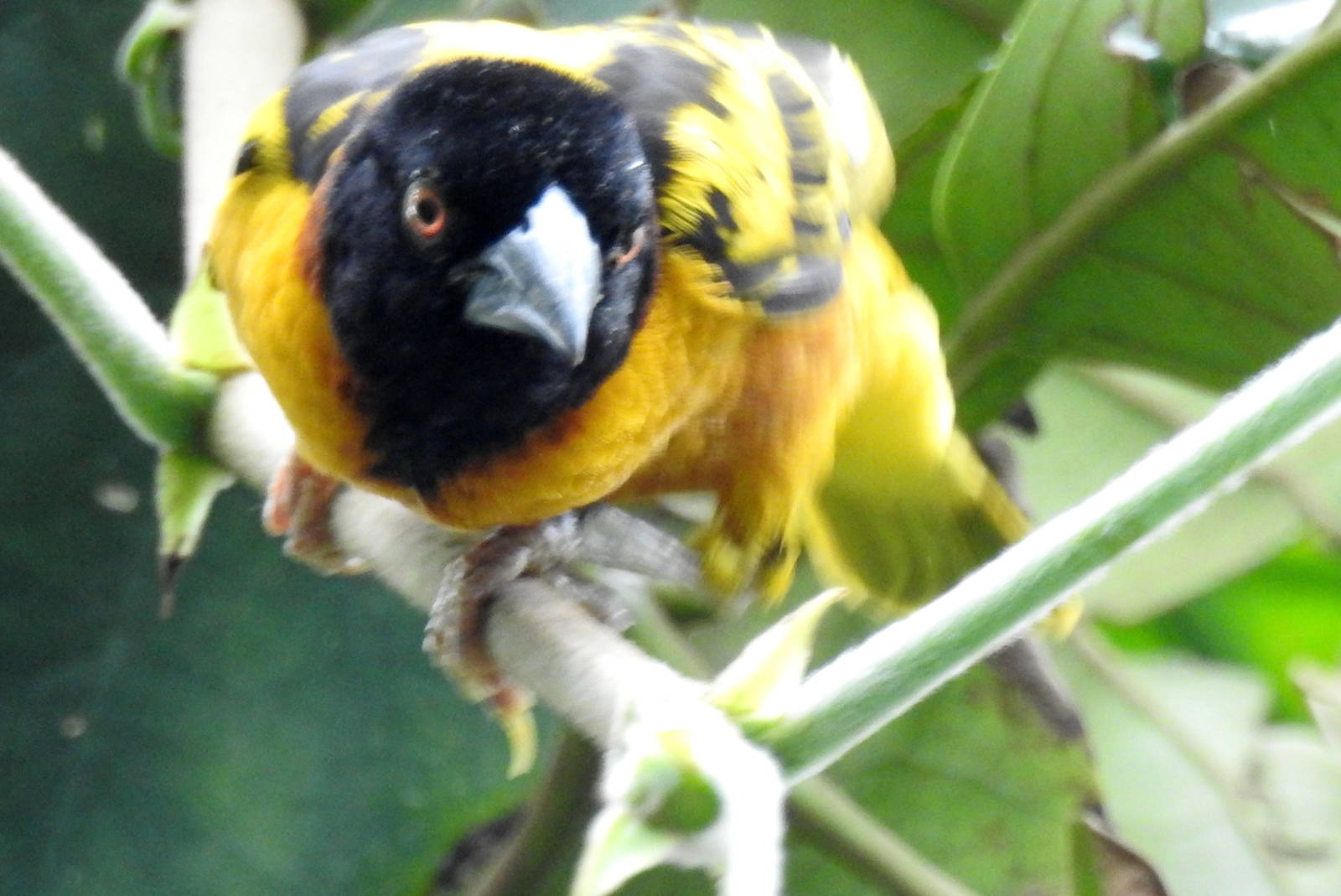 Village Weaver