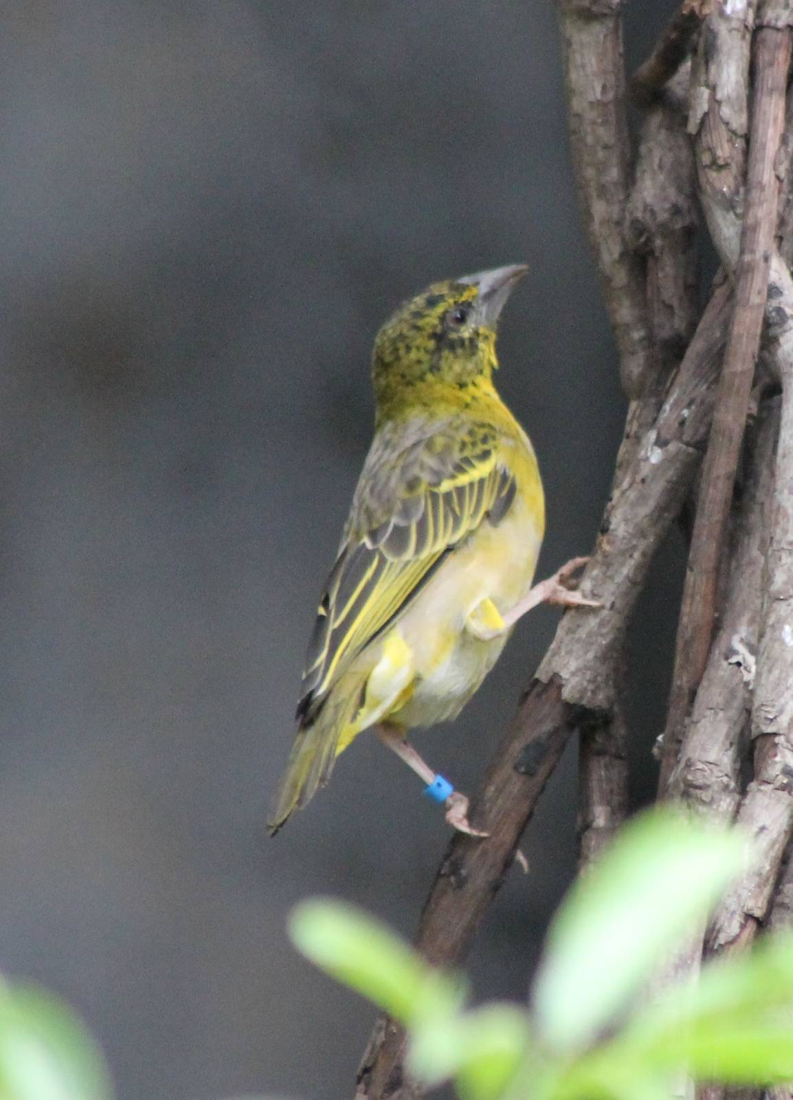 Village weaver