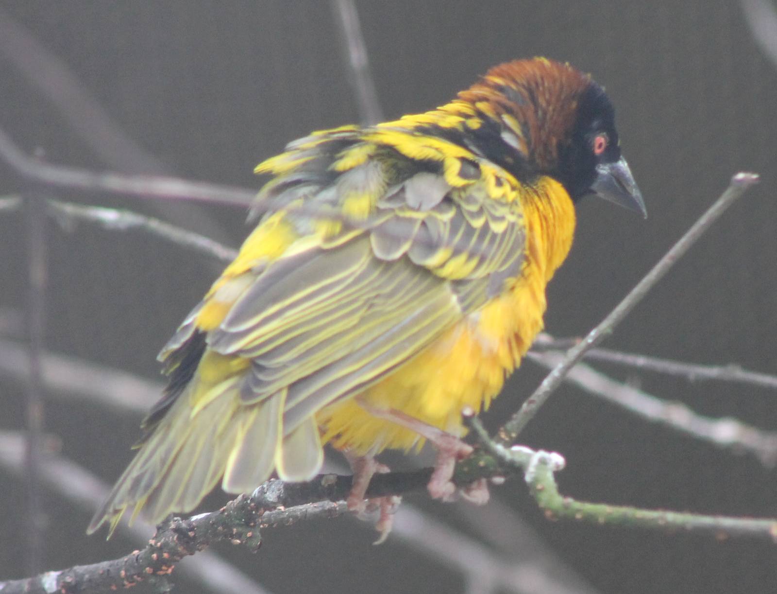 Village weaver
