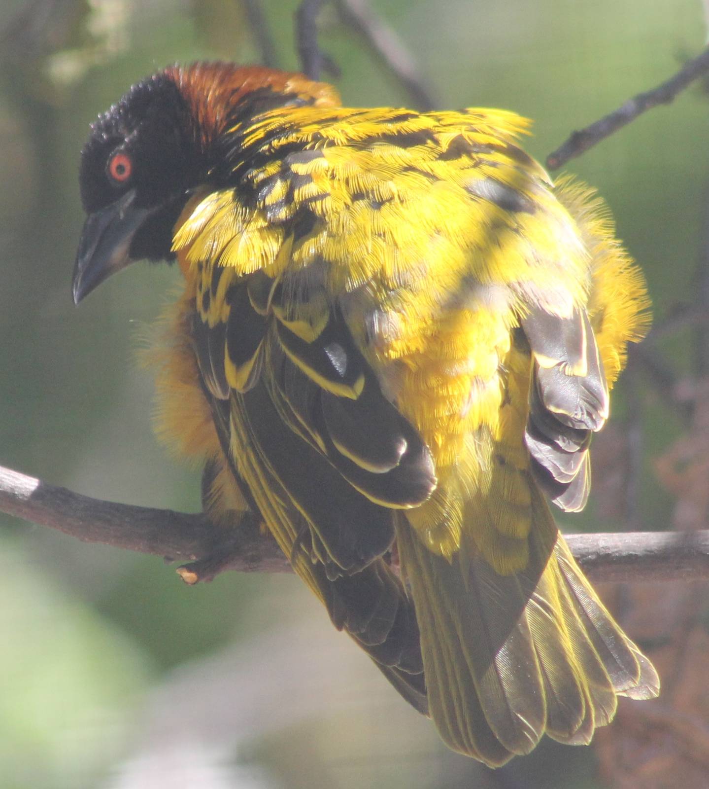 Village weaver