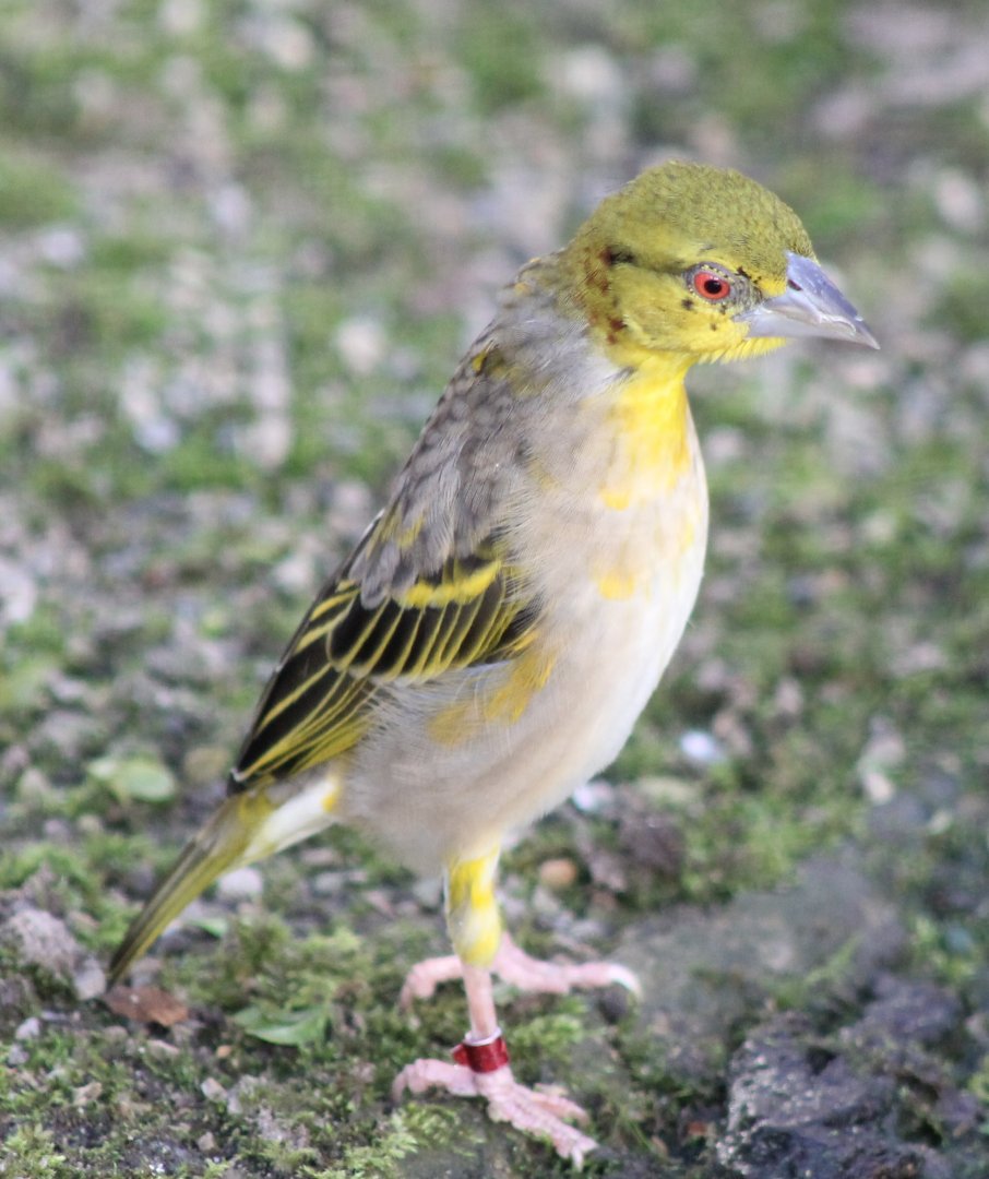 Village weaver