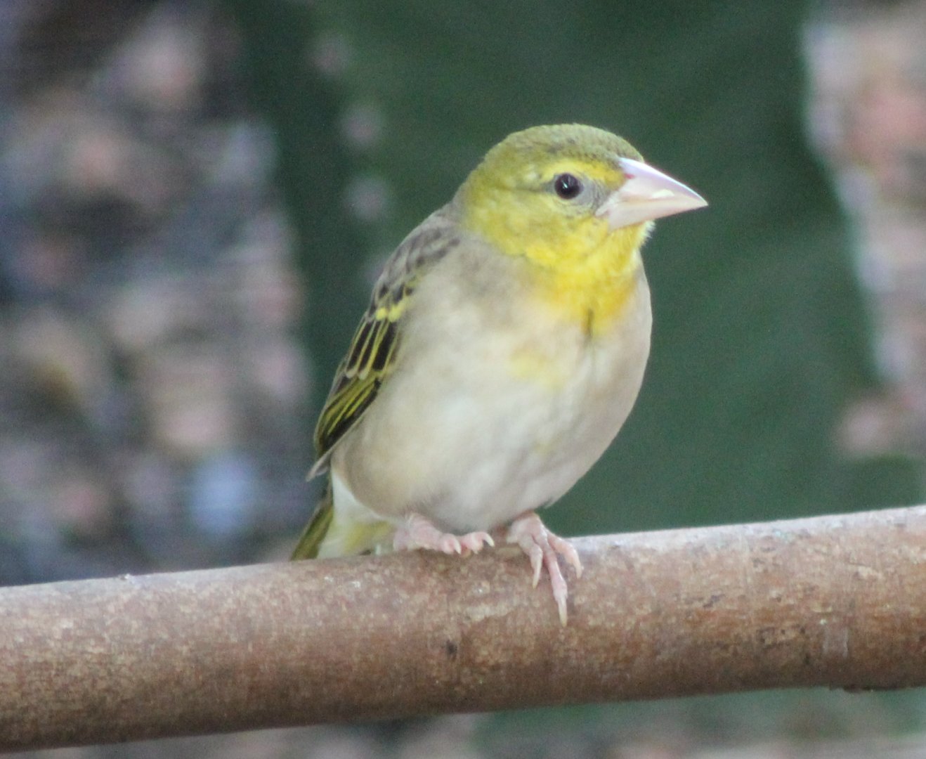 Village weaver