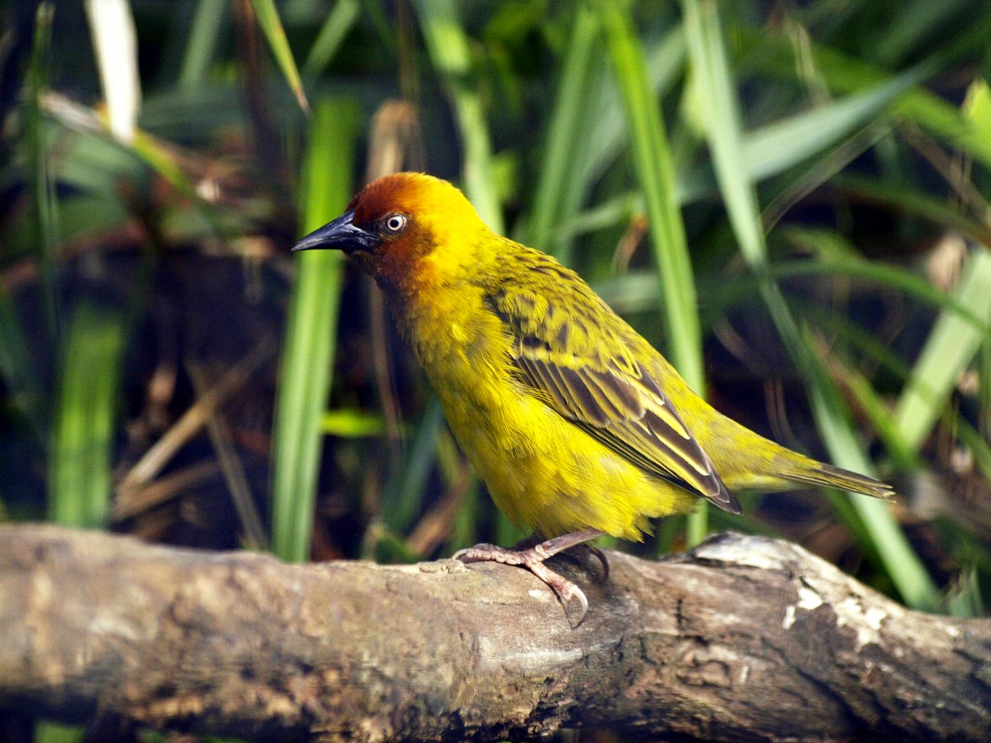Village weaver