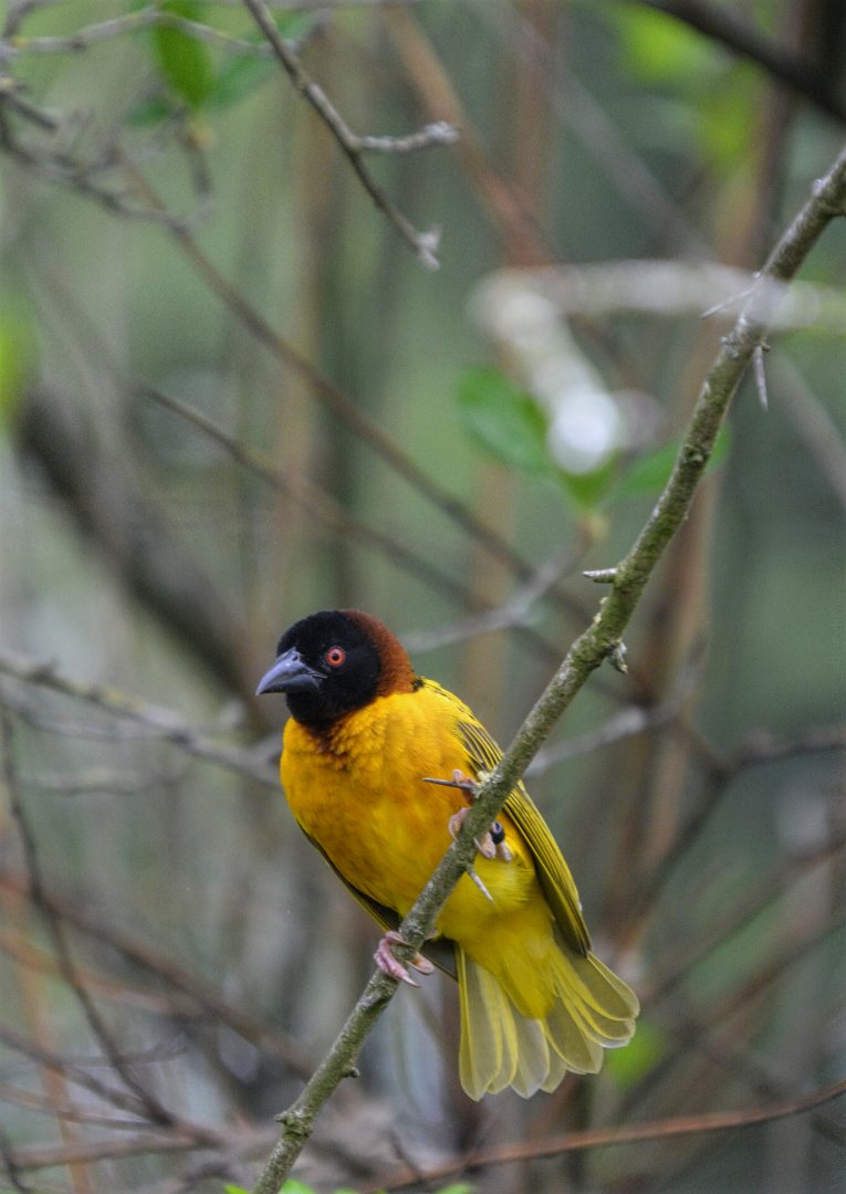 Village Weaver