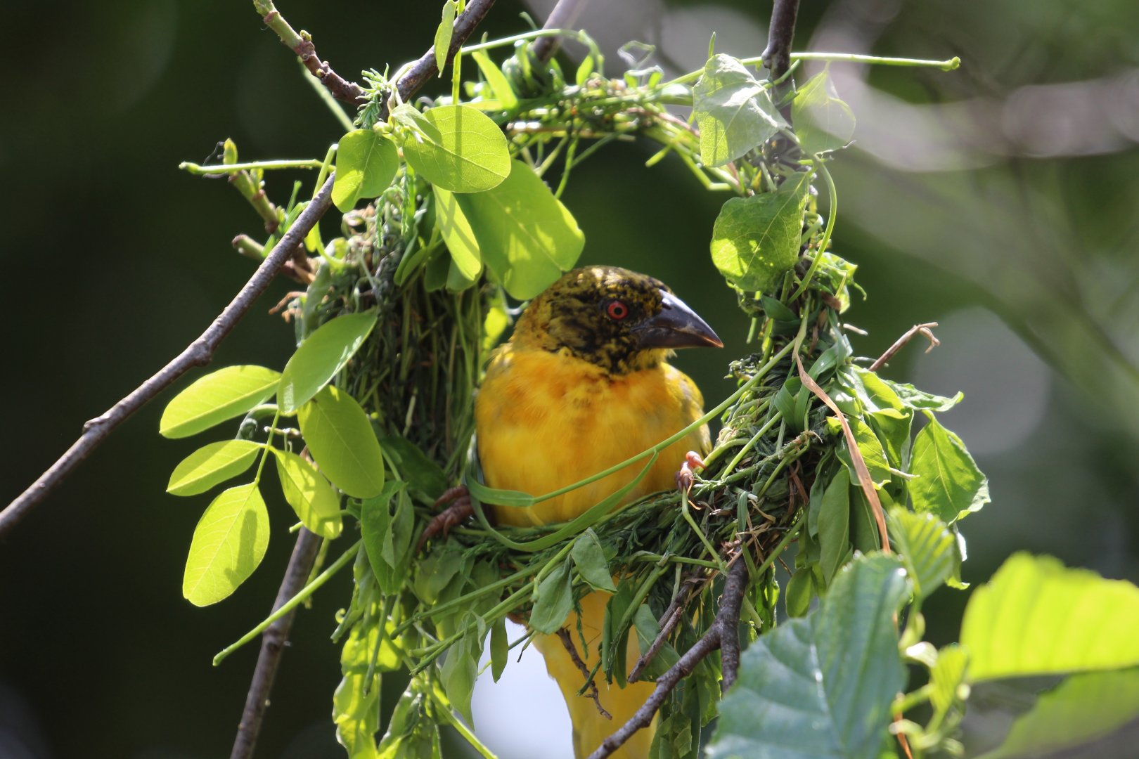 Village Weaver