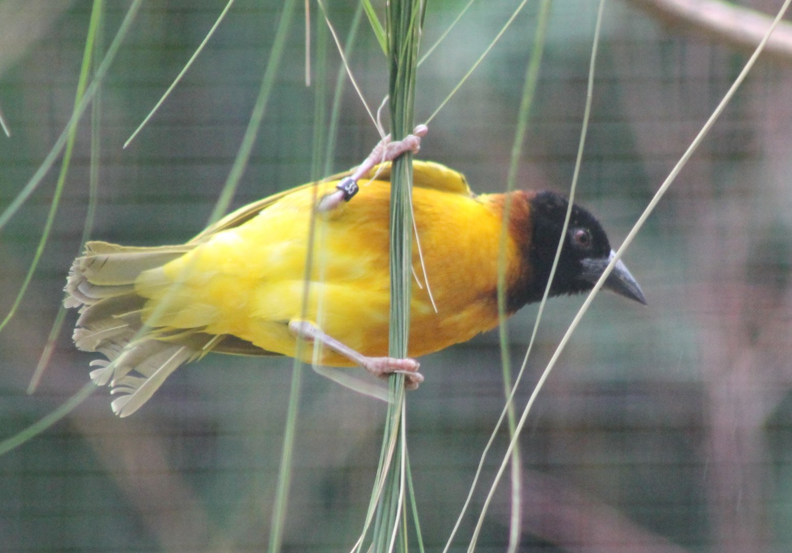 Village weaver