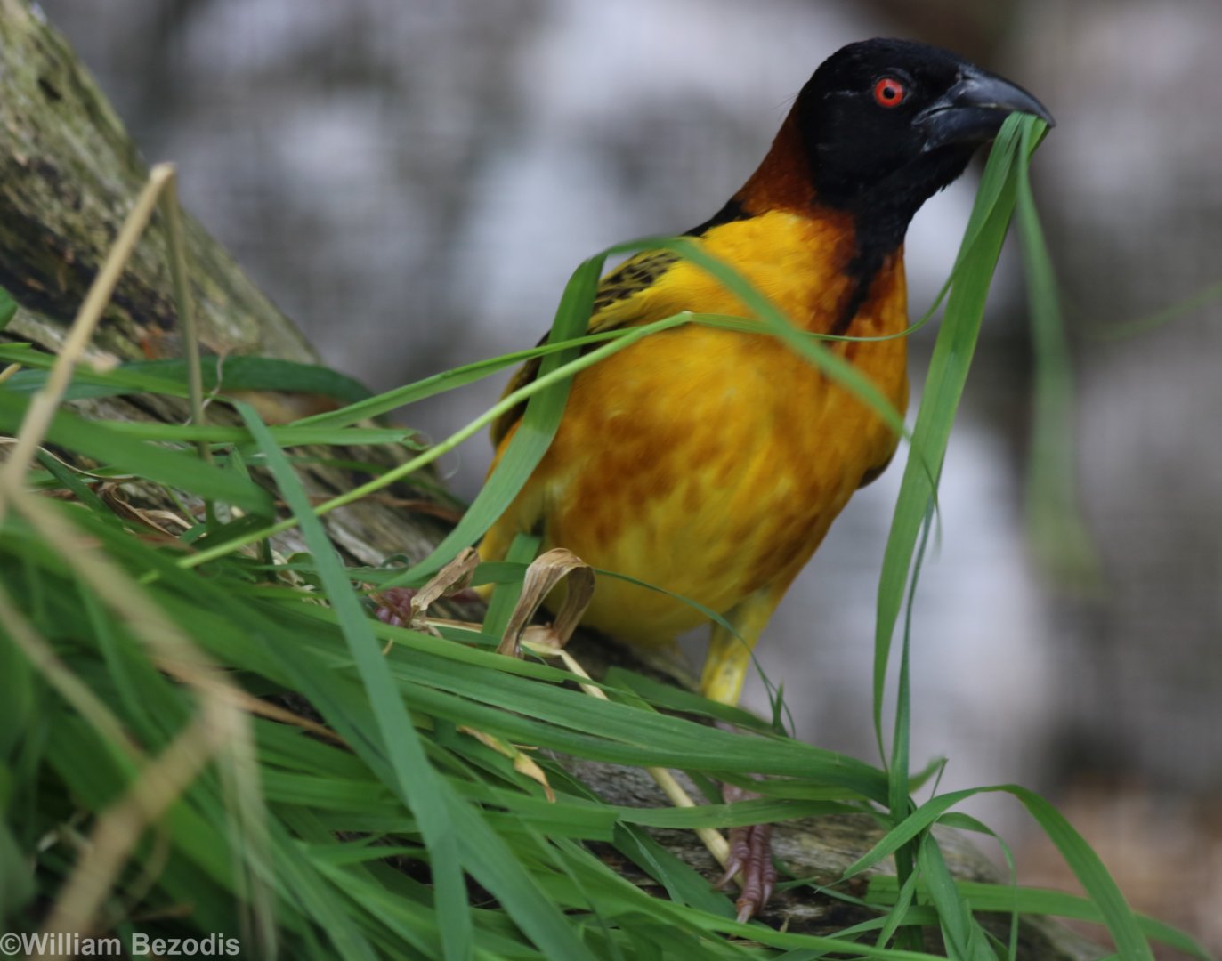 Village Weaver